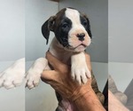 Small #2 Boxer