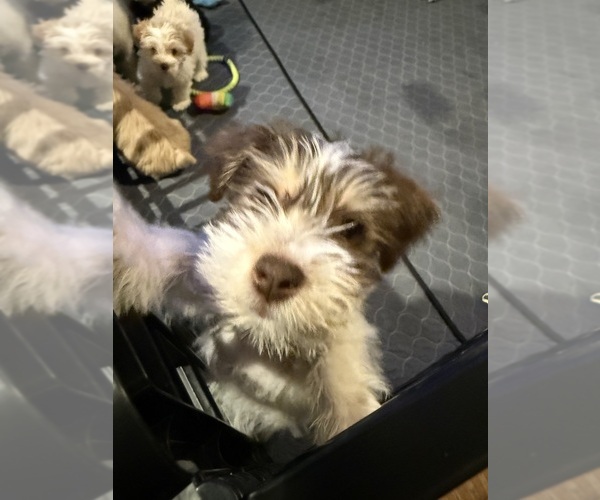 Medium Photo #15 Schnauzer (Miniature) Puppy For Sale in FLAT ROCK, AL, USA