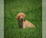 Small Photo #2 Labrador Retriever Puppy For Sale in FRESNO, OH, USA