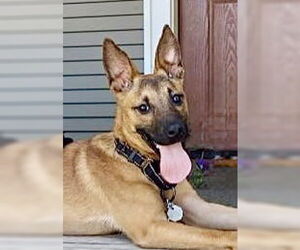 Australian Kelpie-German Shepherd Dog Mix Dogs for adoption in Omaha, NE, USA
