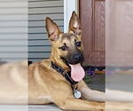 Small Australian Kelpie-German Shepherd Dog Mix