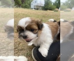 Small Photo #59 Shih Tzu Puppy For Sale in VENETA, OR, USA