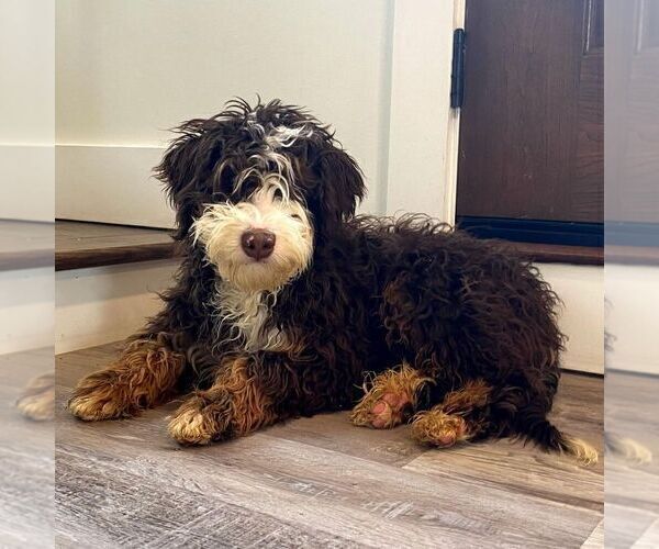 Medium Photo #1 Bernedoodle (Miniature) Puppy For Sale in NEWPORT, PA, USA