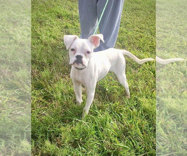 Medium Photo #1 Boxer Puppy For Sale in Dumont, NJ, USA