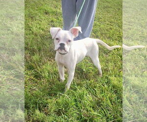 Boxer Dogs for adoption in Dumont, NJ, USA
