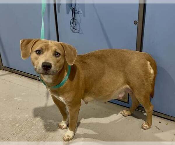 Medium Photo #2 American Pit Bull Terrier-Unknown Mix Puppy For Sale in San Bernardino, CA, USA