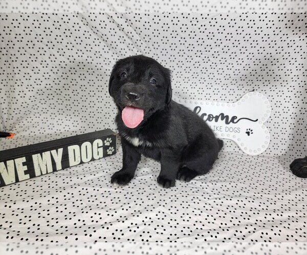 Medium Photo #39 Golden Mountain Dog Puppy For Sale in BLACK FOREST, CO, USA