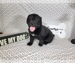 Small #6 Golden Mountain Dog