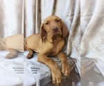 Small Photo #10 Vizsla Puppy For Sale in WARREN, OR, USA