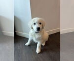 Small #2 Great Pyrenees