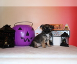 Small #7 Chihuahua