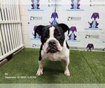 Small American Bulldog Mix