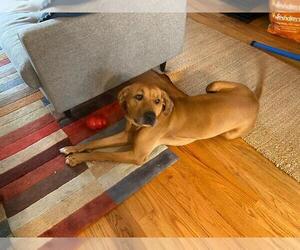 Great Dane-Rhodesian Ridgeback Mix Dogs for adoption in Brewster, NY, USA