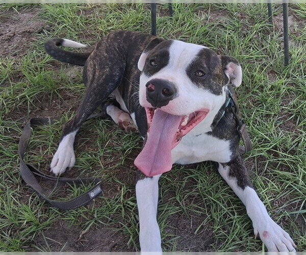 Medium Photo #2 American Pit Bull Terrier Puppy For Sale in Ocala, FL, USA