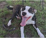 Small Photo #2 American Pit Bull Terrier Puppy For Sale in Ocala, FL, USA