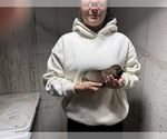 Small Photo #9 Dutch Shepherd Dog Puppy For Sale in WATERTOWN, CT, USA