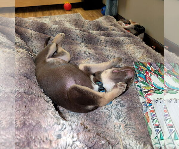 Medium Photo #4 Siberian Husky-Unknown Mix Puppy For Sale in Fargo, ND, USA