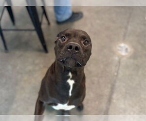 Medium Labrador Retriever Mix