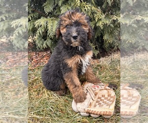 Whoodle (Miniature) Puppy for sale in MIDDLEBURY, IN, USA