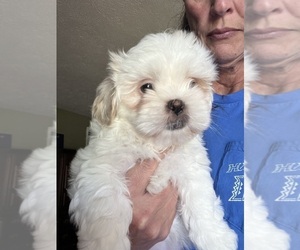 Shih Tzu Puppy for sale in SUGAR HILL, GA, USA