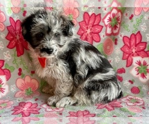 Pembroke Welsh Corgi-Poodle (Standard) Mix Puppy for sale in LANCASTER, PA, USA