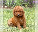 Small #2 Miniature Labradoodle