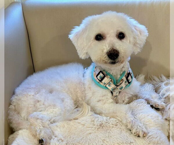 Medium Photo #2 Bichon Frise Puppy For Sale in springfield, VA, USA
