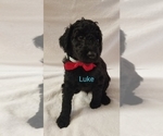 Small Photo #6 Poodle (Standard) Puppy For Sale in LAND O LAKES, FL, USA