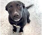 Small #2 Labrador Retriever Mix