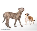 Small #1 American Pit Bull Terrier-German Shepherd Dog Mix