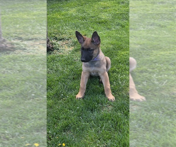 Medium Photo #3 German Malinois Puppy For Sale in MEAD, WA, USA