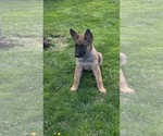 Small #2 German Malinois