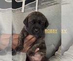 Image preview for Ad Listing. Nickname: Litter of 3