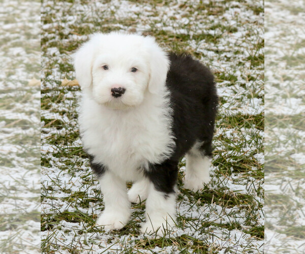 Medium Photo #3 Old English Sheepdog Puppy For Sale in GOSHEN, IN, USA