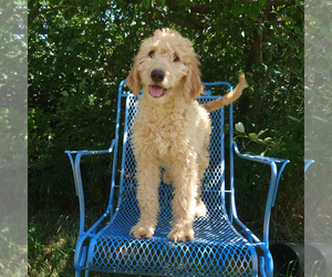 Goldendoodle Puppy for sale in PEYTON, CO, USA
