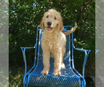 Small Goldendoodle