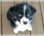 Small Photo #1 Australian Shepherd Puppy For Sale in HOLLYWOOD, FL, USA