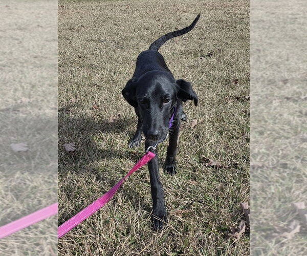 Medium Photo #3 Colonial Cocker Spaniel-Unknown Mix Puppy For Sale in Boston, MA, USA