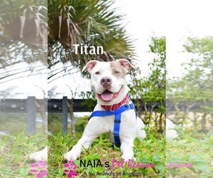 American Bulldog-Unknown Mix Dogs for adoption in west Palm Beach, FL, USA