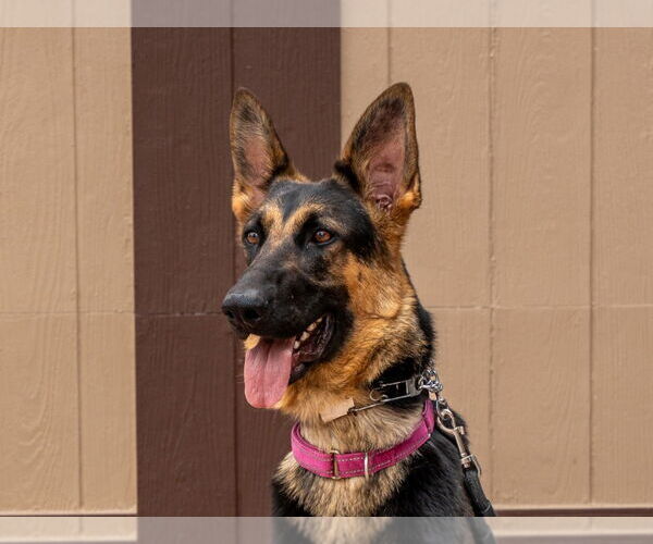 Medium Photo #4 German Shepherd Dog-Unknown Mix Puppy For Sale in Lake Forest, CA, USA