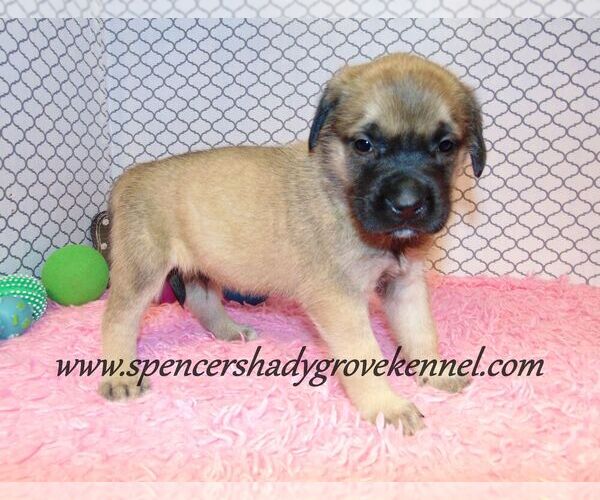 Medium Photo #12 Mastiff Puppy For Sale in CABOOL, MO, USA