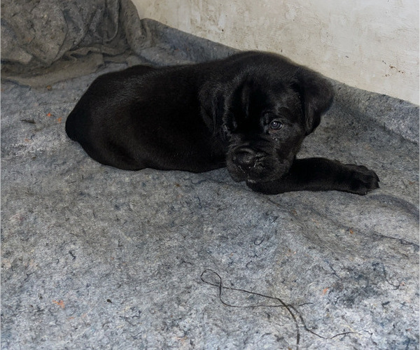 Medium Photo #8 Cane Corso Puppy For Sale in MONTGOMERY, AL, USA