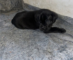 Small #7 Cane Corso