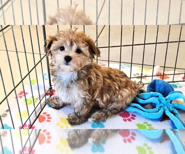 Medium Photo #1 Morkie Puppy For Sale in ORO VALLEY, AZ, USA