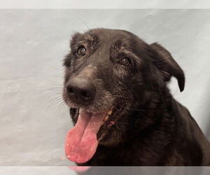 Cardi - Female Shepradors Dog for Adoption - Photo #22