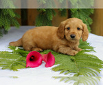Small #1 Dachshund