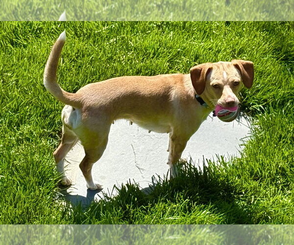 Medium Photo #4 Chiweenie Puppy For Sale in Springdale, PA, USA