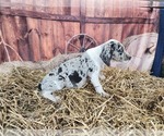 Small #5 Catahoula Leopard Dog