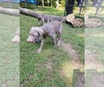 Small Photo #11 Weimaraner Puppy For Sale in BLOOMINGTON, IN, USA