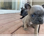 Small Photo #12 French Bulldog Puppy For Sale in OSHKOSH, WI, USA